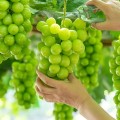 ���� ���� ������Ʈ ���絵 ���θӽ��� 2kg